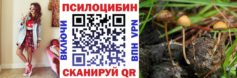 где можно купить   OMG вход  Псилоцибиновые грибы Psilocybe  Кашира 